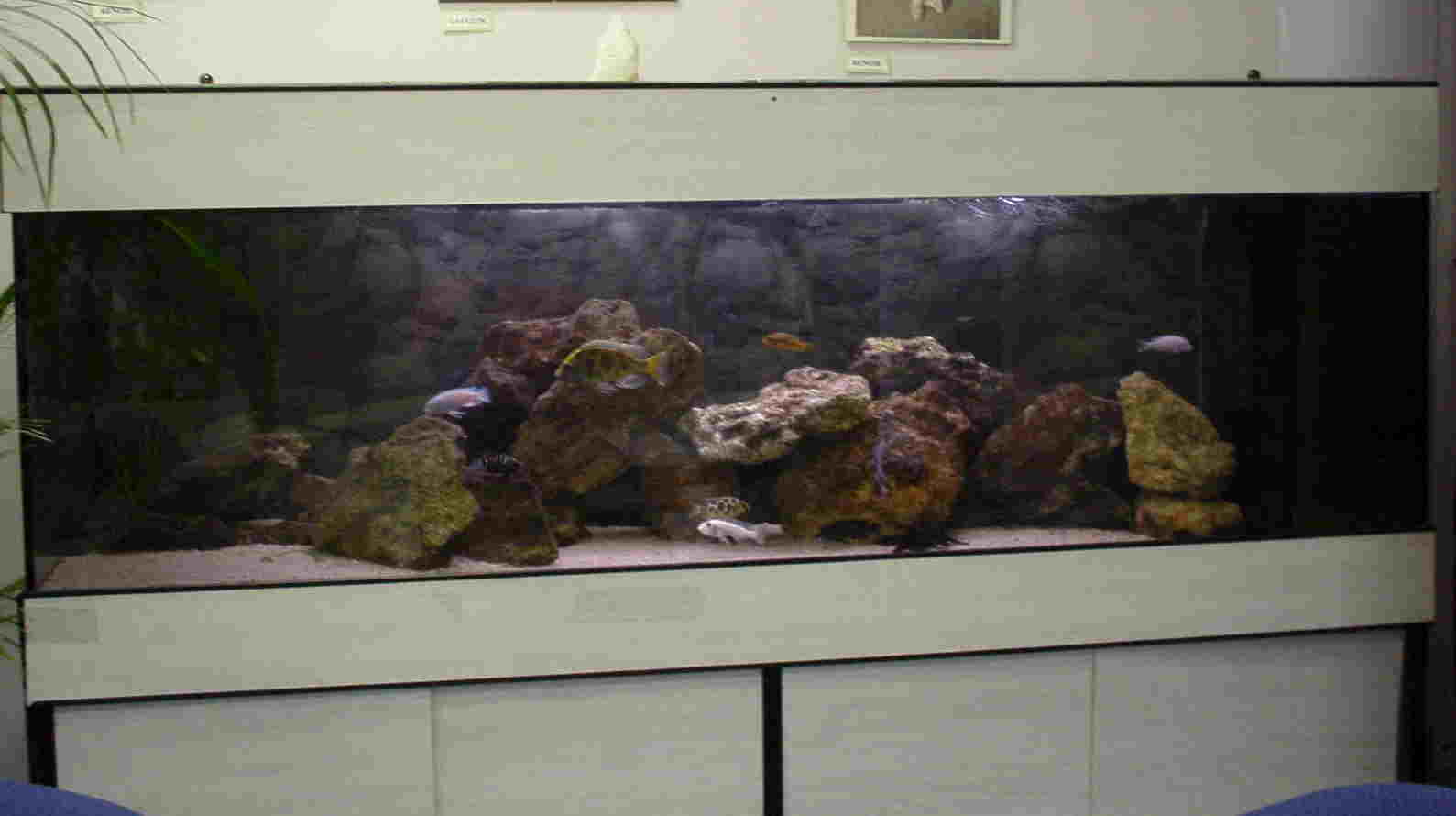 BacMalawi aquaguy.jpg (255732 octets)