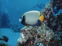 marine001.jpg (22136 octets)